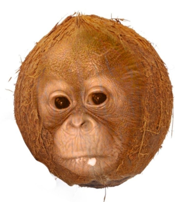 Coconut Budi